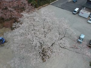 居室からの眺望🌸山桜満開